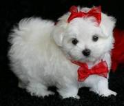 Snow White Maltese Puppy