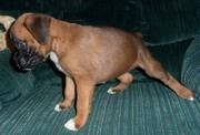 awesome boxer puppy avalable