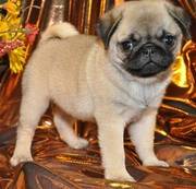 ckc registered pug puppies for goodly homes