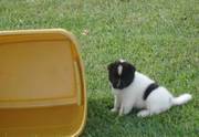 Charming Female Akita Puppy for Rehoming