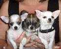 Chihuahua Puppies For Adoption.