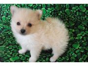 Pomeranian Puppy for rehoming