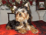 Tiny male yorkie for sale