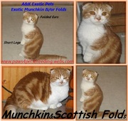 RARE Exotic Munchkin Scottish Fold KIttens