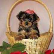 T-cup Size Yorkie Puppies For Adoption