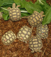 Turtles and Tortoises