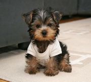 Trained Teacup Yorkie Puppies Text