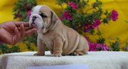 Good  English bulldog puppies for sale 