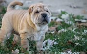 Quality Chinese Shar-Pei puppies for sale 