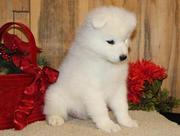 Samoyed puppies for sale 