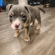 American Bully Puppies