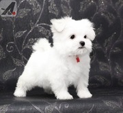 Awesome T-Cup Maltese Puppies Available