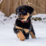 Rottweiler Puppies Currently Available On Adoption!