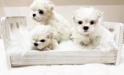 Soft & Cuddly Maltese Pups for Sale 