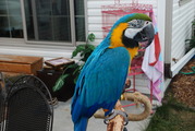 Blue and Gold macaw parrot