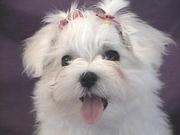 Extremely cute maltese puppies available foer adoption